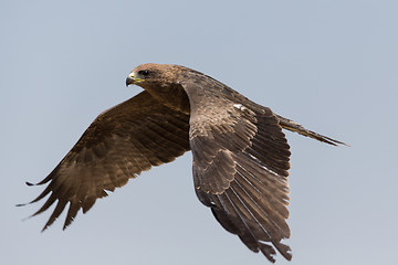 Image showing Amora in flight