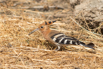 Image showing Hoopoe