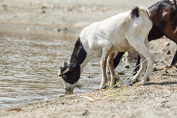 Image showing Goats drinking water