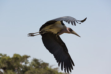 Image showing Marabou Stork in flight