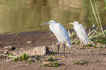Image showing Little Egrets