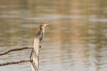 Image showing Great Cormorant