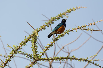 Image showing Superb Starling