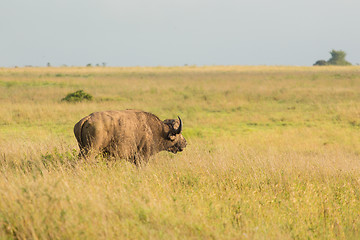 Image showing Buffalo in the wild