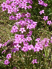 Image showing Pink Flowers