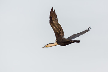 Image showing Great Cormorant