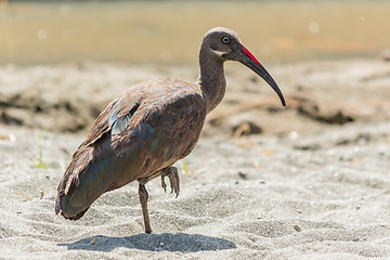 Image showing Wattled Ibis 