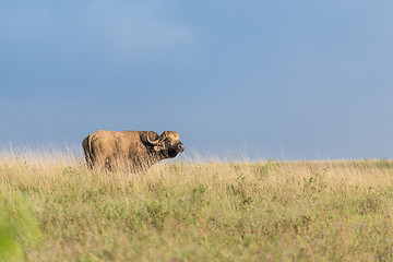 Image showing Buffalo in the wild