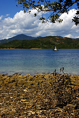 Image showing branch and lagoon