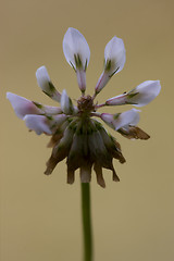 Image showing  leguminose  in brown background 