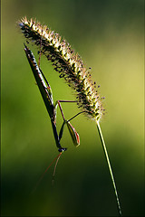 Image showing shadow side of praying mantis 