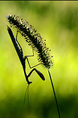 Image showing shadow mantodea  close 