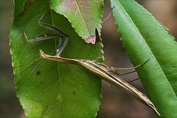 Image showing mantodea  in  bush