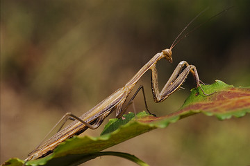 Image showing  mantodea on  green