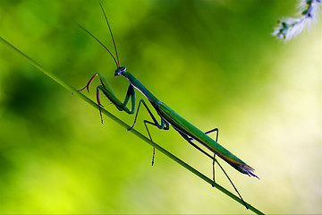 Image showing praying mantis mantodea on  green 