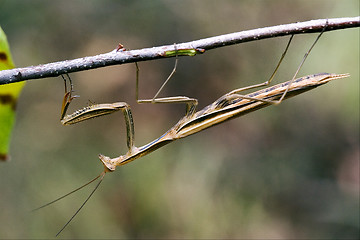 Image showing praying mantis mantodea on a green brown branch 