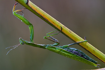 Image showing wild side  praying mantis mantodea 