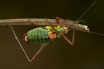 Image showing close up of grasshopper Orthopterous Tettigoniidae 