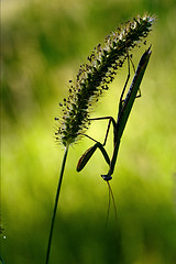 Image showing shadow  side of praying mantis