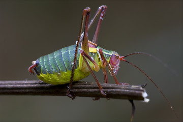 Image showing  Tettigoniidae