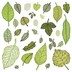 Image showing Green leaves set.  Vector Illustration.