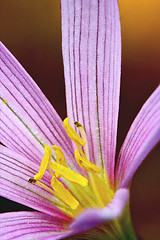 Image showing  malva moschata 