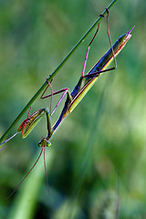 Image showing mantodea  close 