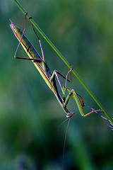 Image showing mantodea  close up praying mantis 