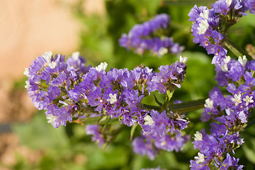 Image showing Sea lavender