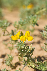 Image showing Flowering Creta trefoil