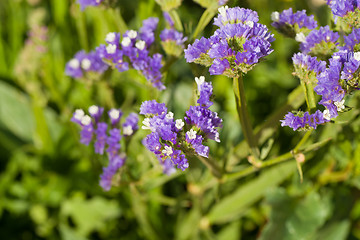 Image showing Sea lavender