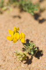 Image showing Creta trefoil