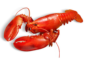 Image showing lobster