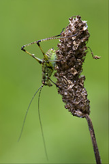 Image showing close up of grasshopper  in the bush and flower