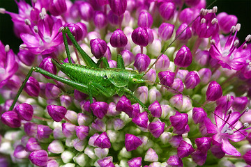 Image showing flower grasshopper  in the bush 