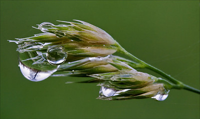 Image showing  plant and tree drop in green background 