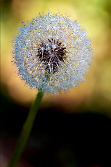 Image showing  taraxacum officinale color background 