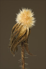 Image showing  taraxacum officinale in brown background 