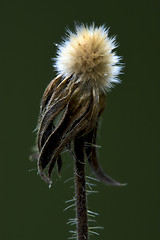Image showing taraxacum officinale in green 