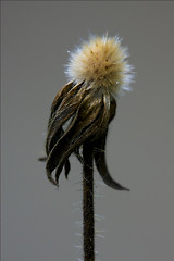 Image showing taraxacum officinale in grey background