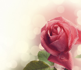 Image showing Pink Rose