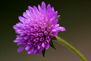 Image showing  dispsacacea labiate violet flower