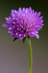 Image showing  labiate mentha aquatica violet flower