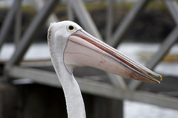 Image showing Pelican