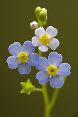 Image showing blue yellow anagallis foemina  