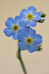 Image showing  close up of a blue yellow anagallis foemina  