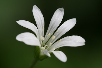 Image showing Flower