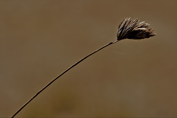 Image showing web macro close up of a brown ear