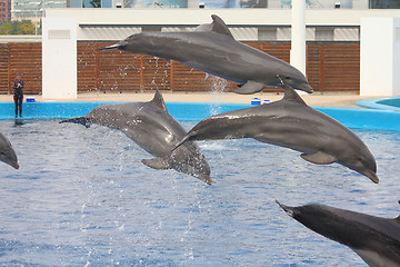 Image showing Dolphin performance