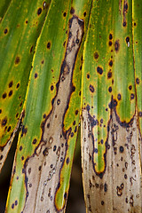 Image showing close up of  leaf 